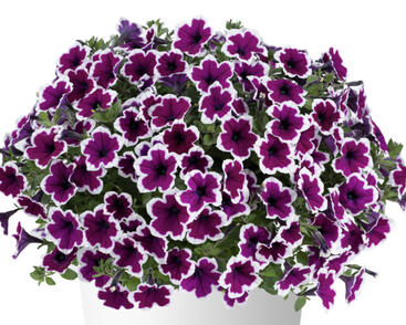 Petúnie 'Capella Rim Raspberry'