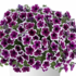 Petunia × atkinsoniana 'Capella Rim Raspberry'.png