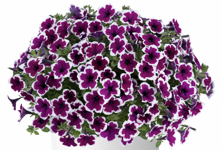 Petúnie 'Capella Rim Raspberry' - Petunia × atkinsoniana 'Capella Rim Raspberry'