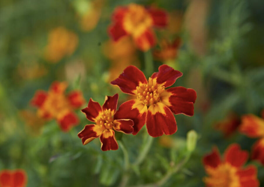 Aksamitník tenkolistý 'Luna Red' - Tagetes tenuifolia 'Luna Red'