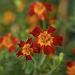 Aksamitník tenkolistý 'Luna Red' - Tagetes tenuifolia 'Luna Red'