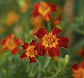 Aksamitník tenkolistý 'Luna Red' - Tagetes tenuifolia 'Luna Red'