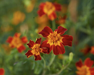 Aksamitník tenkolistý 'Luna Red'