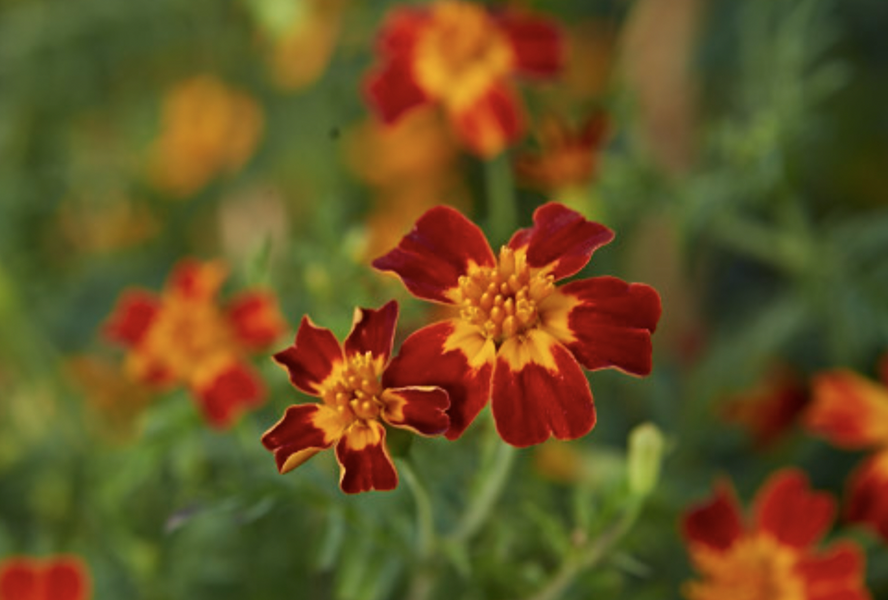 Aksamitník tenkolistý 'Luna Red' - Tagetes tenuifolia 'Luna Red'