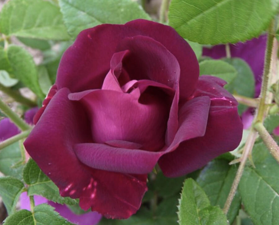 Růže parková 'Merveille' - Rosa S 'Merveille'