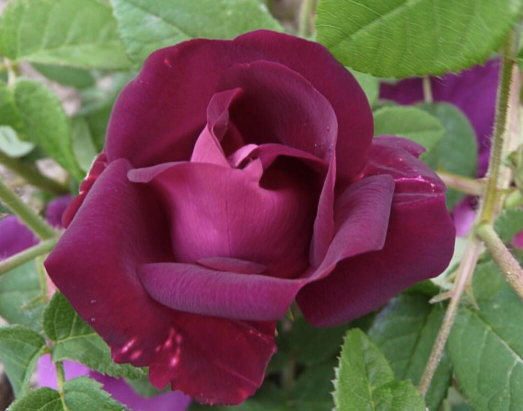 Růže parková 'Merveille' - Rosa S 'Merveille'