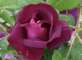 Růže parková 'Merveille' - Rosa S 'Merveille'