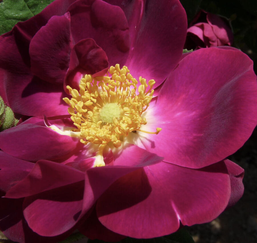 Růže parková 'Merveille' - Rosa S 'Merveille'