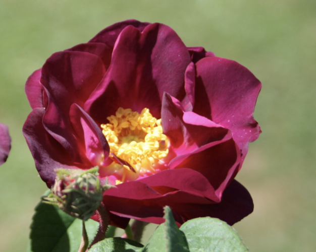 Růže parková 'Merveille' - Rosa S 'Merveille'