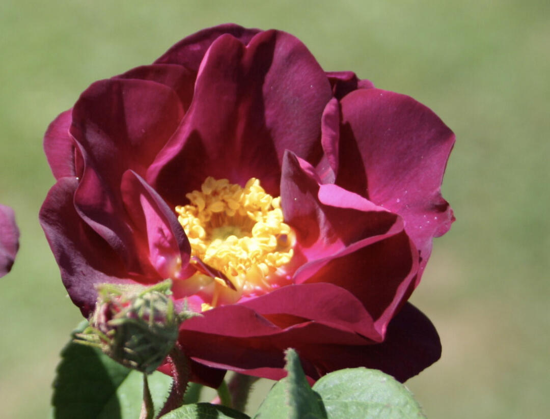 Růže parková 'Merveille' - Rosa S 'Merveille'