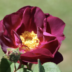 Růže parková 'Merveille' - Rosa S 'Merveille'