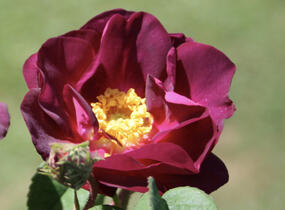 Růže parková 'Merveille' - Rosa S 'Merveille'