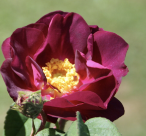 Růže parková 'Merveille' - Rosa S 'Merveille'