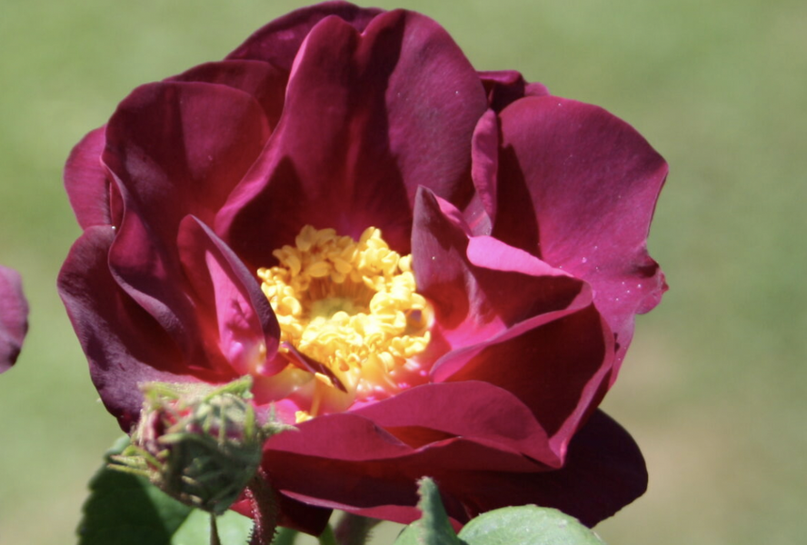 Růže parková 'Merveille' - Rosa S 'Merveille'