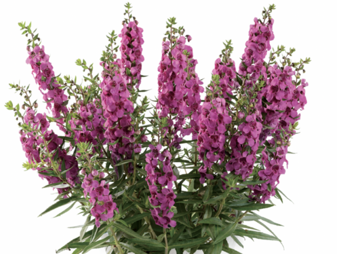 Angelonie Alonia 'Big Dark Pink' - Angelonia angustifolia Alonia 'Big Dark Pink'