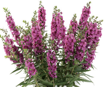 Angelonie úzkolistá Alonia 'Big Dark Pink'