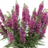 Angelonia angustifolia Alonia 'Big Dark Pink'.png