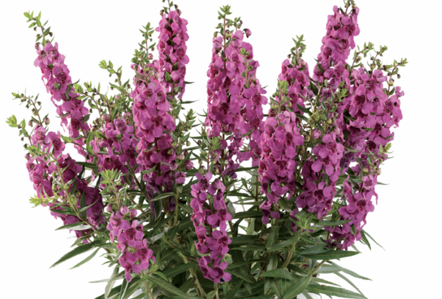 Angelonie úzkolistá Alonia 'Big Dark Pink' - Angelonia angustifolia Alonia 'Big Dark Pink'