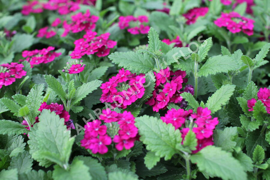 Verbena, sporýš 'Vanessa Compact Bordeaux' - Verbena hybrida 'Vanessa Compact Bordeaux'