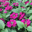 Verbena, sporýš 'Vanessa Compact Bordeaux' - Verbena hybrida 'Vanessa Compact Bordeaux'