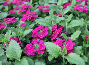 Sporýš 'Vanessa Compact Bordeaux' - Verbena hybrida 'Vanessa Compact Bordeaux'