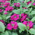 Verbena hybrida 'Vanessa Compact Bordeaux'.JPG