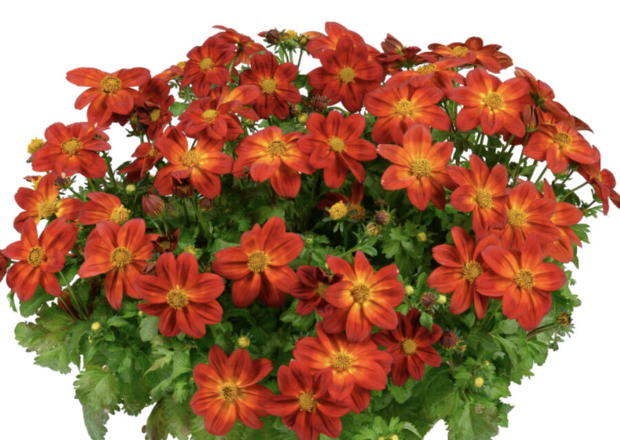 Dvouzubec prutolistý 'Blazing Ring of Fire' - Bidens ferulifolia 'Blazing Ring of Fire'