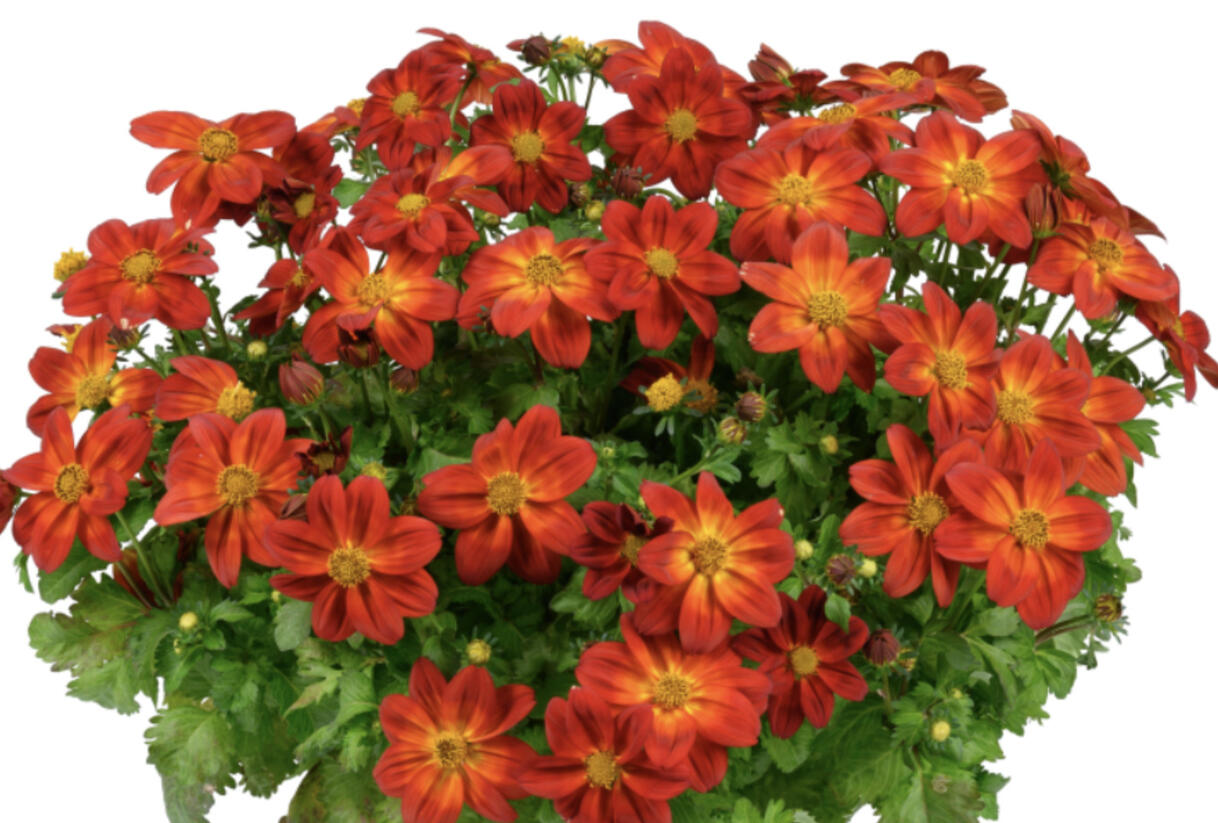 Dvouzubec prutolistý 'Blazing Ring of Fire' - Bidens ferulifolia 'Blazing Ring of Fire'