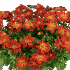 Dvouzubec prutolistý 'Blazing Ring of Fire' - Bidens ferulifolia 'Blazing Ring of Fire'