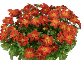 Dvouzubec prutolistý 'Blazing Ring of Fire' - Bidens ferulifolia 'Blazing Ring of Fire'