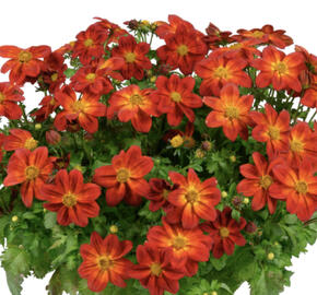 Dvouzubec prutolistý 'Blazing Ring of Fire'