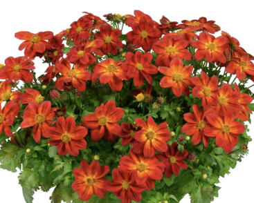 Dvouzubec prutolistý 'Blazing Ring of Fire'