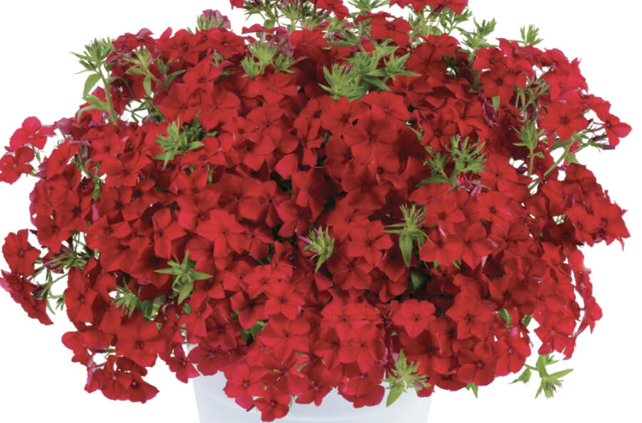 Plamenka drummondova 'Phloxstar Red' - Phlox drummondii 'Phloxstar Red'