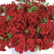 Plamenka drummondova 'Phloxstar Red' - Phlox drummondii 'Phloxstar Red'