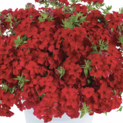 Plamenka drummondova 'Phloxstar Red' - Phlox drummondii 'Phloxstar Red'