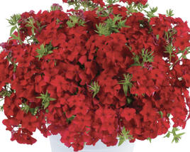 Plamenka drummondova 'Phloxstar Red'