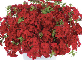 Plamenka drummondova 'Phloxstar Red' - Phlox drummondii 'Phloxstar Red'