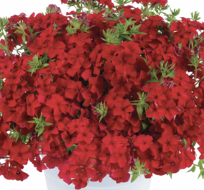Plamenka drummondova 'Phloxstar Red' - Phlox drummondii 'Phloxstar Red'