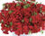 Plamenka drummondova 'Phloxstar Red'