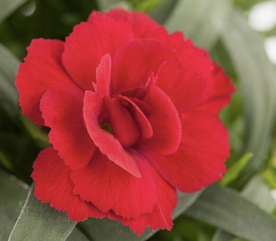 Hvozdík karafiát 'Oscar® Cherry' - Dianthus caryophyllus 'Oscar® Cherry'