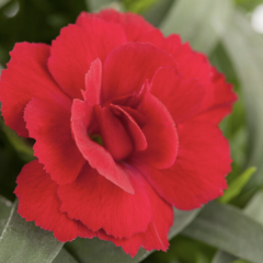 Hvozdík karafiát 'Oscar® Cherry' - Dianthus caryophyllus 'Oscar® Cherry'