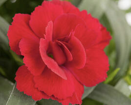 Hvozdík karafiát 'Oscar Cherry'