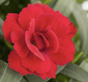 Hvozdík karafiát 'Oscar® Cherry'