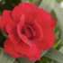 Dianthus caryophyllus 'Oscar® Cherry'.png