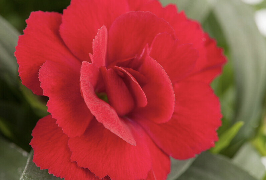 Hvozdík karafiát 'Oscar Cherry' - Dianthus caryophyllus 'Oscar Cherry'