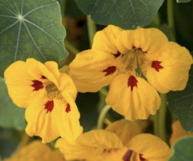 Lichořeřišnice 'Ladybird' - Tropaeolum minus 'Ladybird'