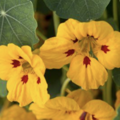Lichořeřišnice 'Ladybird' - Tropaeolum minus 'Ladybird'