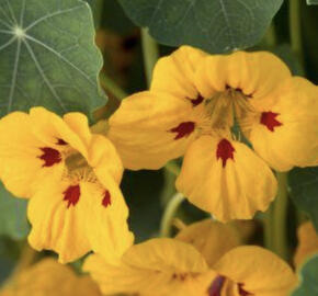 Lichořeřišnice 'Ladybird'