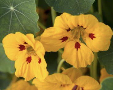 Lichořeřišnice 'Ladybird'