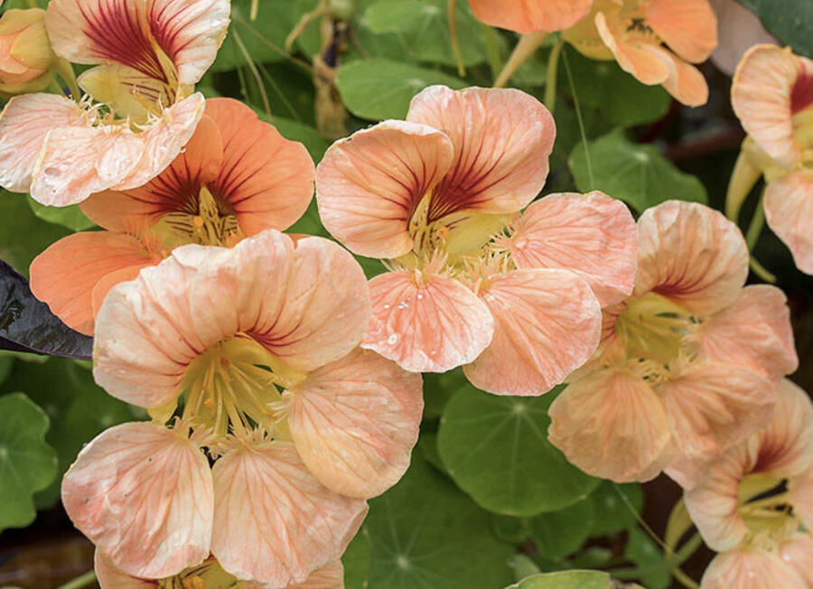 Lichořeřišnice 'Tip Top Apricot' - Tropaeolum minus 'Tip Top Apricot'
